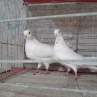 دو جفت کبوتر پرشی|پرنده|عنبرآباد, |دیوار