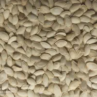 تخمه کدو نو