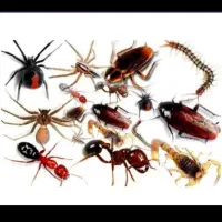 شرکت سم پاشی 100 درصد تضمینی سراسر تهران