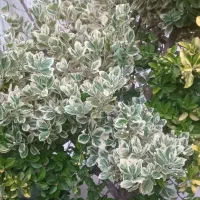 شمشاد طلایی و نقره‌ای  از دومتری تا چهارمتر