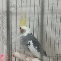 عروس هلندی|پرنده|پاکدشت, پاکدشت (مامازند)|دیوار