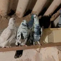 کفتر تهرانی|پرنده|خرم‌آباد (تنکابن), |دیوار