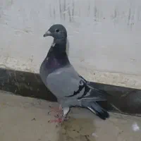 جفت پلاکی