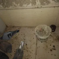 جوجه مشکی ازوالدین دم سفید|پرنده|گلبهار, شهر جدید گلبهار|دیوار