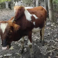 فروش کل ورزا محلی|حیوانات مزرعه|املش, |دیوار