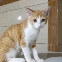 گربه خونگی گمشده