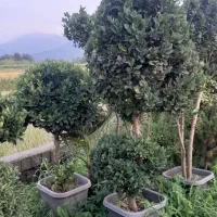 پالم .فتونیا .یاس.مورت|گل و گیاه طبیعی|املش, |دیوار