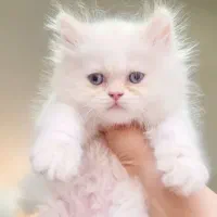 بچه گربه