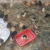 جوجه مرغ عربی