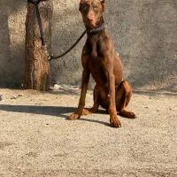 سگ دوبرمن تیپ اروپایی|سگ|شهریار, رامین|دیوار