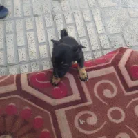 توله پاکوتاه