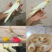 انواع عروس هلندی