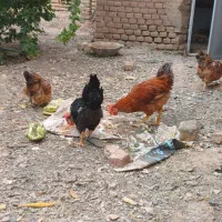 مرغ وخروس