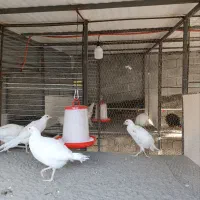 فروش مرغ و خروس آمریکایی|حیوانات مزرعه|چمستان, |دیوار