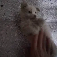 سگ پامر|سگ|خمینی‌شهر, |دیوار