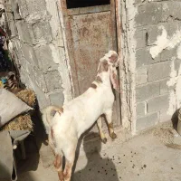 پازن هل