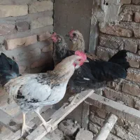 چهارتاجوجه مرغ و خروس محلی پنج ماهه