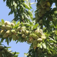 انجام کلیه کارهای کشاورزی