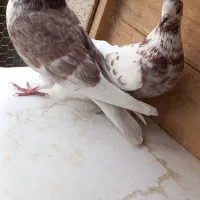 نروماده گرگی قلمکار