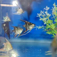 ماهی|ماهی|یزد, |دیوار