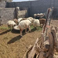 میش. بز.    بره نر|حیوانات مزرعه|فردوس (خراسان), |دیوار
