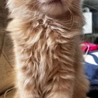 پیشی ناز گربه|گربه|مرودشت, مسجد رسول‎|دیوار