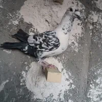 بزک