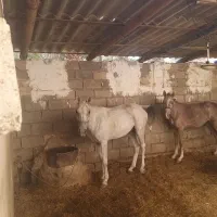 اسب مادیون خالص عربی|اسب و تجهیزات اسبسواری|اهواز, غیزانیه|دیوار