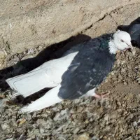 ۴طوق کبوتر اصیل یکجای ۱۵۰۰ مقطوع|پرنده|هشتگرد, شهرک اداری|دیوار