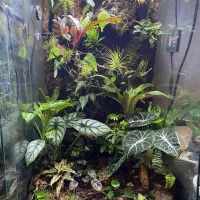 آکواریوم آب شور و شیرین وتراربوم و گرین وال مدرن|ماهی|صدرا-فارس, فاز ۲|دیوار