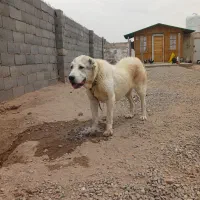 ماده آلابای