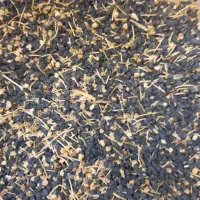 سلام بذر پیاز زرد|حراج|گلبهار, نوبهار|دیوار