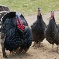 تعدای بوقلمون محلی