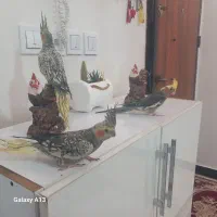 عروس هلندی. و کبوتر|پرنده|کرج, گلدشت|دیوار