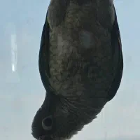 گرینچیک دستی سرمه ای|پرنده|میانه, |دیوار