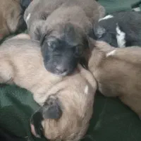 واگذاری سگ|سگ|آلاشت, |دیوار