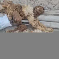 پشم گوسفند