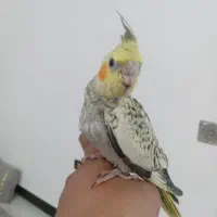 عروس هلندی|پرنده|شیراز, قلعه شاهزاده بیگم|دیوار