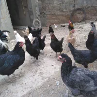 مرغ کرک محلی خروس محلی