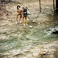 سگ ادام چیل معاوضه می‌کنم با سگ|سگ|پارس‌آباد, |دیوار