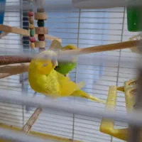 مرغ عشق نر بالغ|پرنده|محمدشهر, شهرک پیام (مهرالبرز)|دیوار