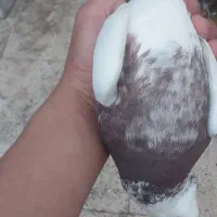 کبوتر|پرنده|خرمشهر, |دیوار