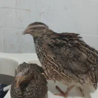 فروش بلدرچین  سالم سر حال  قمیت ۸۰ تومان