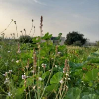 زمین مجتمع ثبوت ۲