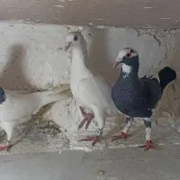 کفتر پرشی ضمانت صید حریف