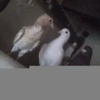 کفتر هوایی مفت