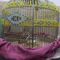 کولر و تلویزیون و دو عدد قفس و طرقه|تلویزیون و پروژکتور|قم, نیروگاه|دیوار