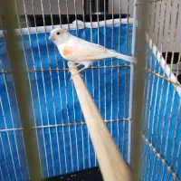 قناری جوجه مزاییکی نر ریزه خون عالی