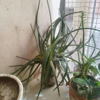 گل آلوورا . گلدان آلوئه ورا