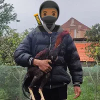 خروس‌‌‌لاری‌اوشامو